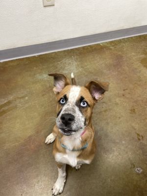 blue heeler albuquerque