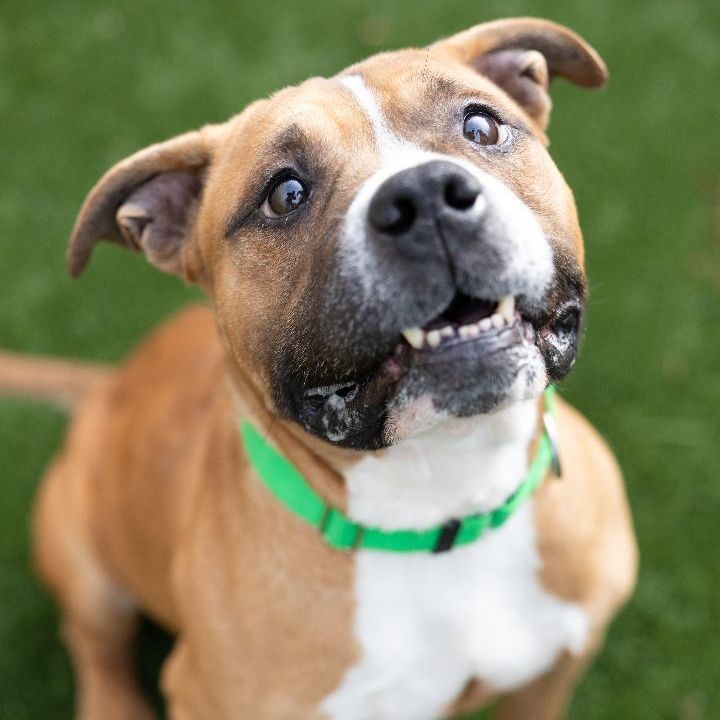 Rascal, an adoptable American Staffordshire Terrier Mix in Naperville, IL_image-5
