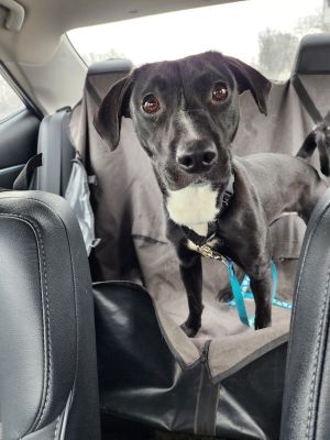 Calysto (Hannah), Adult Female Labrador Retriever
