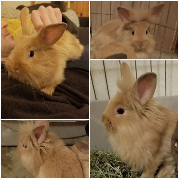 Rabbit for adoption - Rabbits, a Lionhead & Mini Rex Mix in Ellijay, GA ...