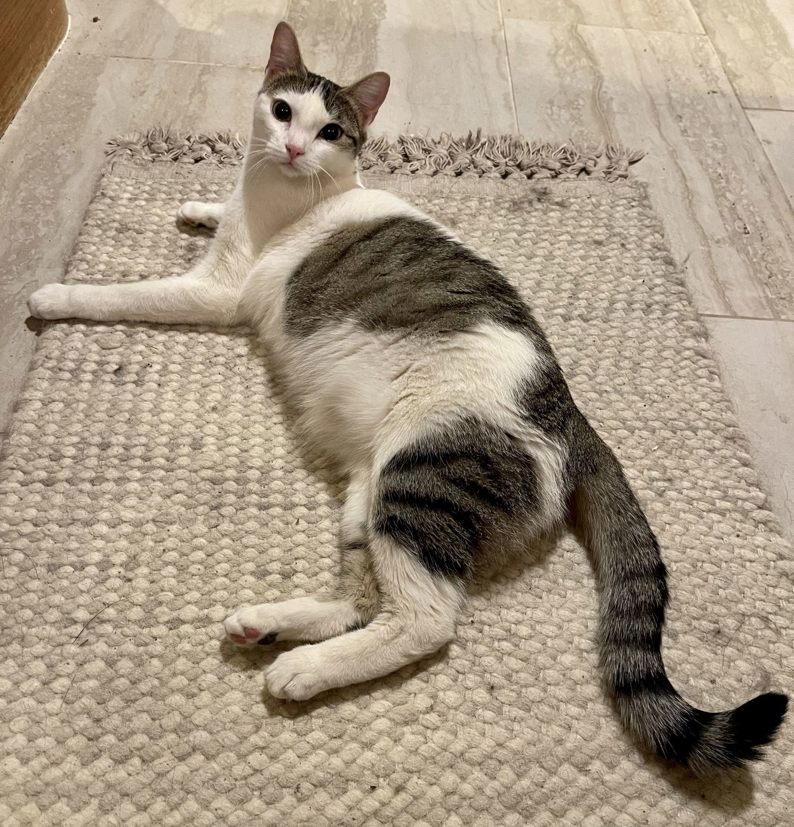 Dot Dot, an adoptable Domestic Short Hair, Tabby in Irving, TX, 75061 | Photo Image 1