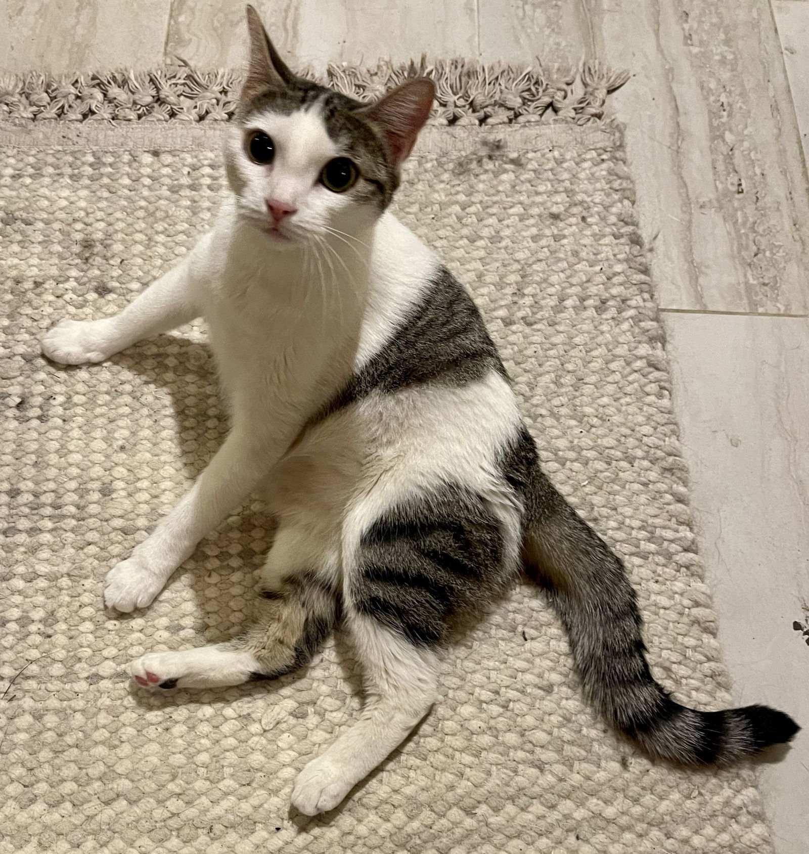 Dot Dot, an adoptable Domestic Short Hair, Tabby in Irving, TX, 75061 | Photo Image 2