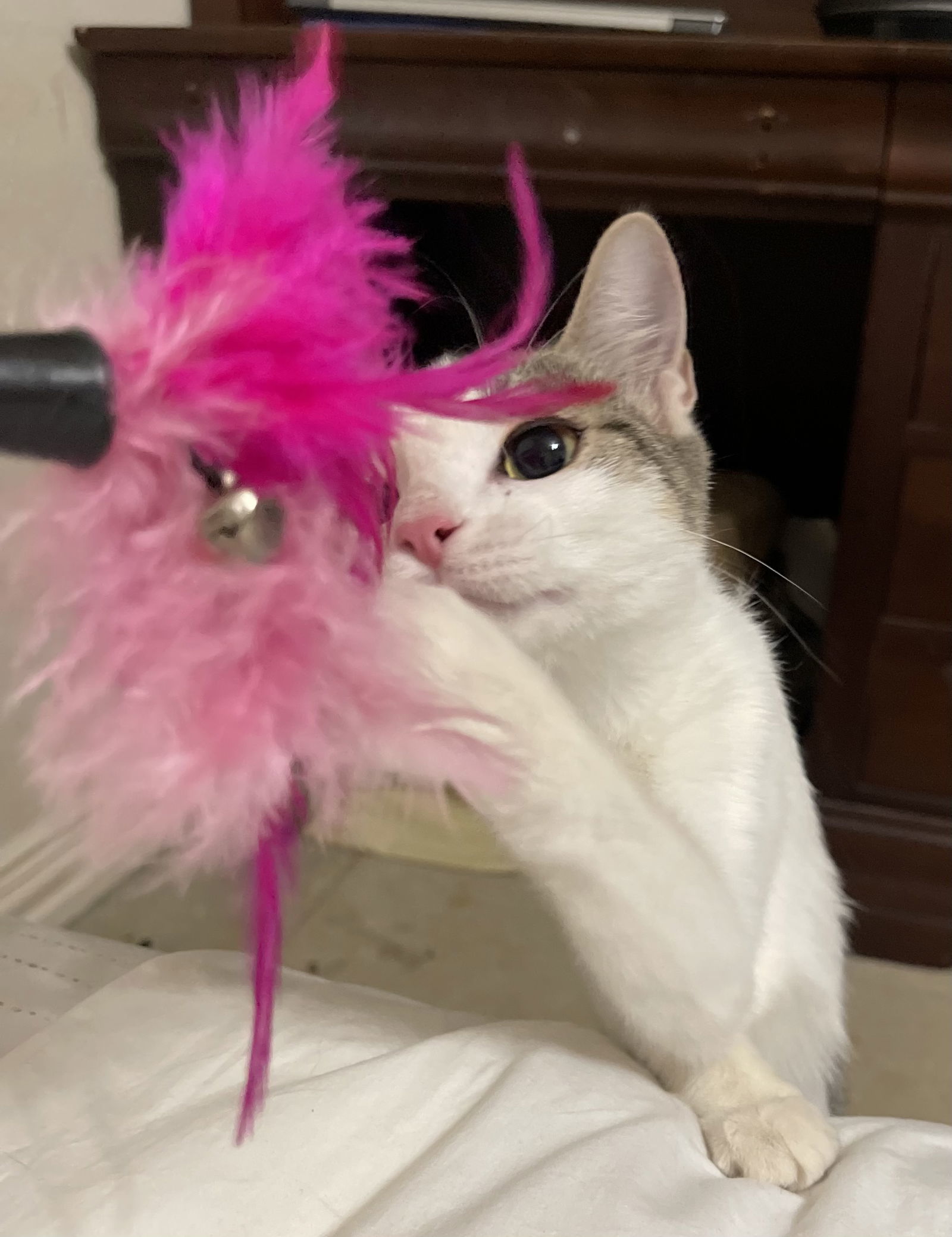 Dot Dot, an adoptable Domestic Short Hair, Tabby in Irving, TX, 75061 | Photo Image 3