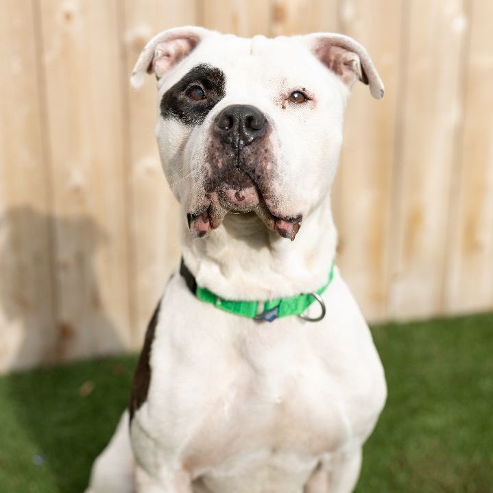 Chico, an adoptable American Bulldog Mix in Naperville, IL_image-2