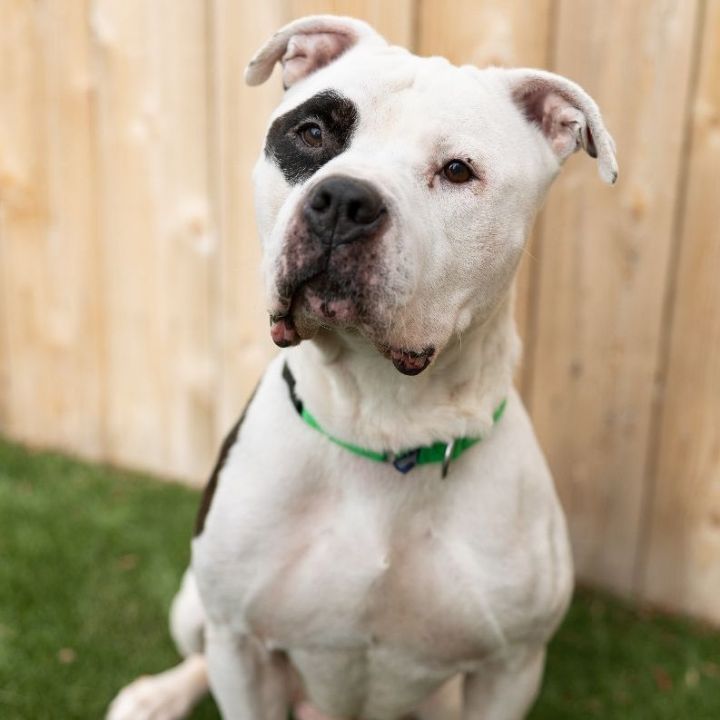 Chico, an adoptable American Bulldog Mix in Naperville, IL_image-1