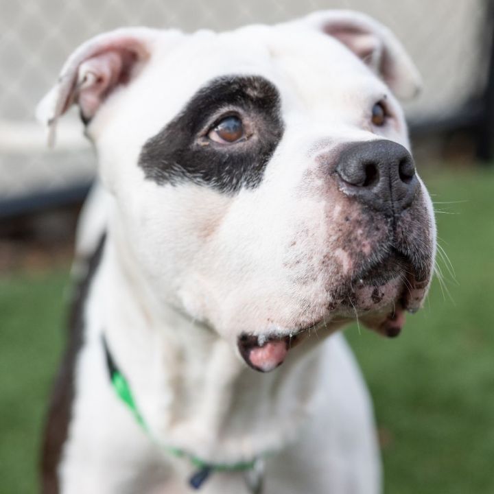 Chico, an adoptable American Bulldog Mix in Naperville, IL_image-3