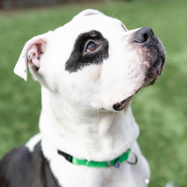 Chico, an adoptable American Bulldog Mix in Naperville, IL_image-5