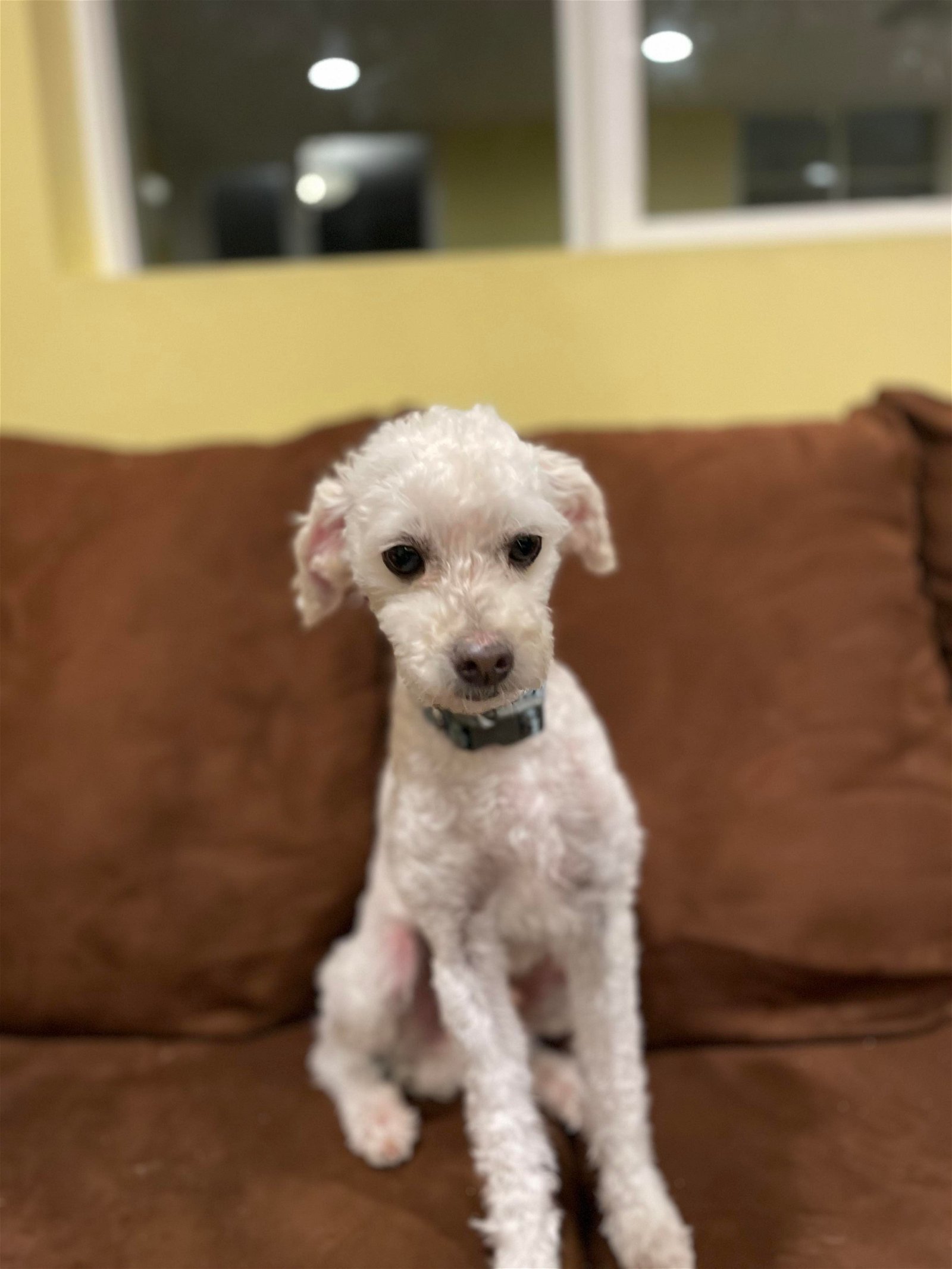 Dog for adoption - COCO II, a Poodle in La Verne, CA | Petfinder