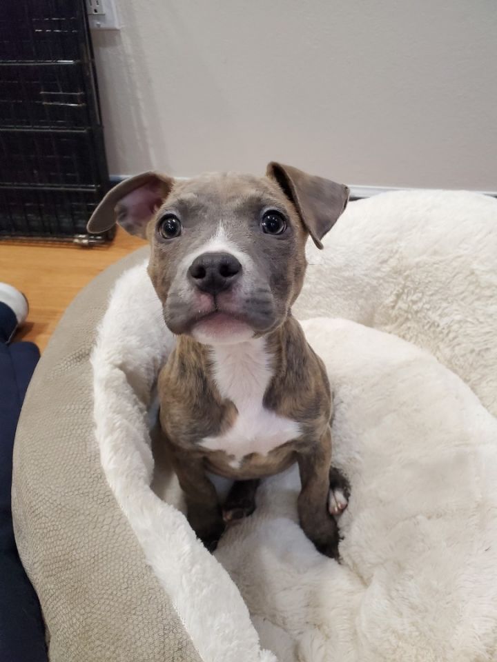 Amelia, an adoptable Pit Bull Terrier Mix in Kansas City, MO_image-2