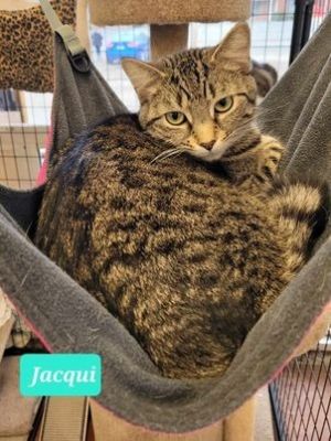 Jacqui-Sponsored, Adult Female unknown