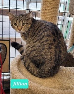 Jillian-Sponsored