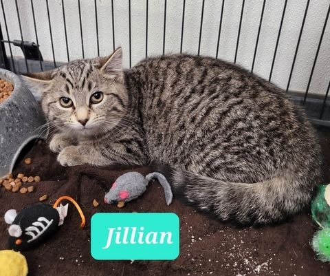 Jillian-Sponsored 2