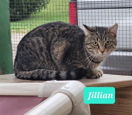 Jillian-Sponsored 3