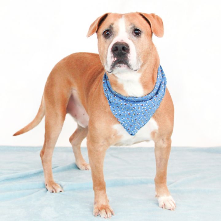 Houdini, an adoptable Pit Bull Terrier Mix in Clovis, CA_image-1