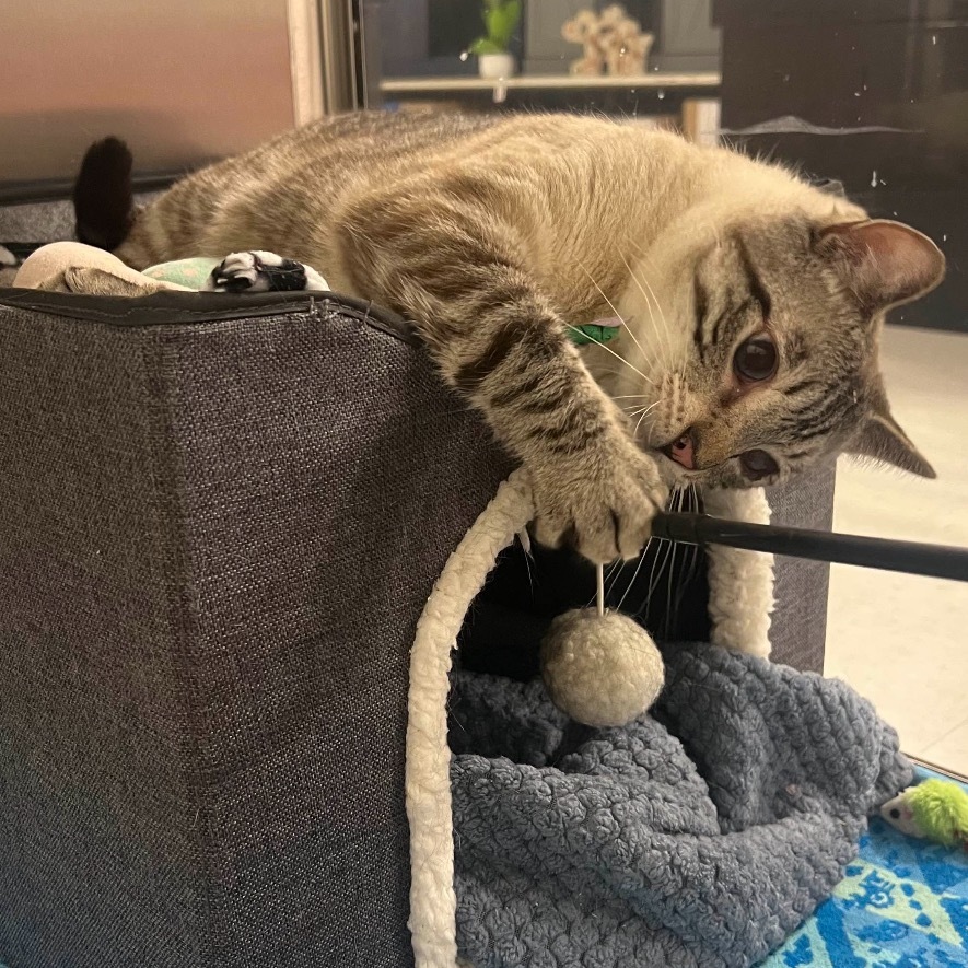 Jack, an adoptable Siamese in Hemet, CA, 92543 | Photo Image 1