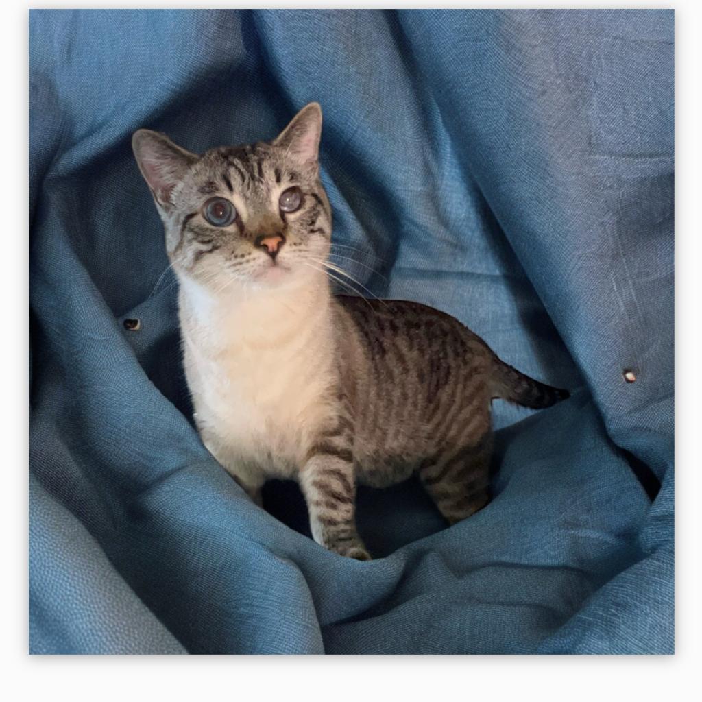 Jack, an adoptable Siamese in Hemet, CA, 92543 | Photo Image 2