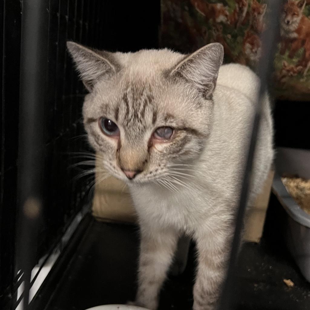 Jack, an adoptable Siamese in Hemet, CA, 92543 | Photo Image 3