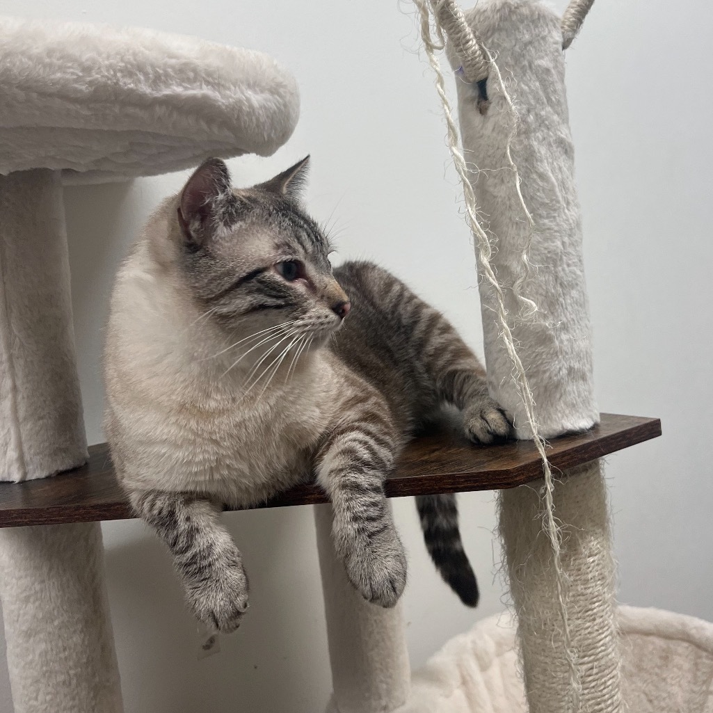 Jack, an adoptable Siamese in Hemet, CA, 92543 | Photo Image 5