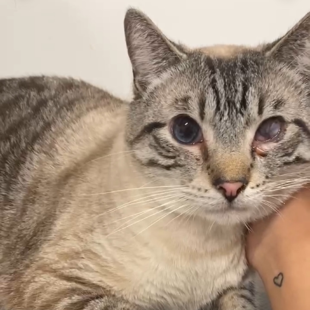 Jack, an adoptable Siamese in Hemet, CA, 92543 | Photo Image 6