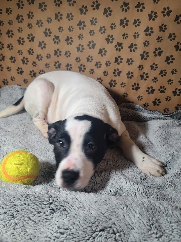 Tessa, an adoptable American Bulldog & Terrier Mix in La Plata, MD_image-3