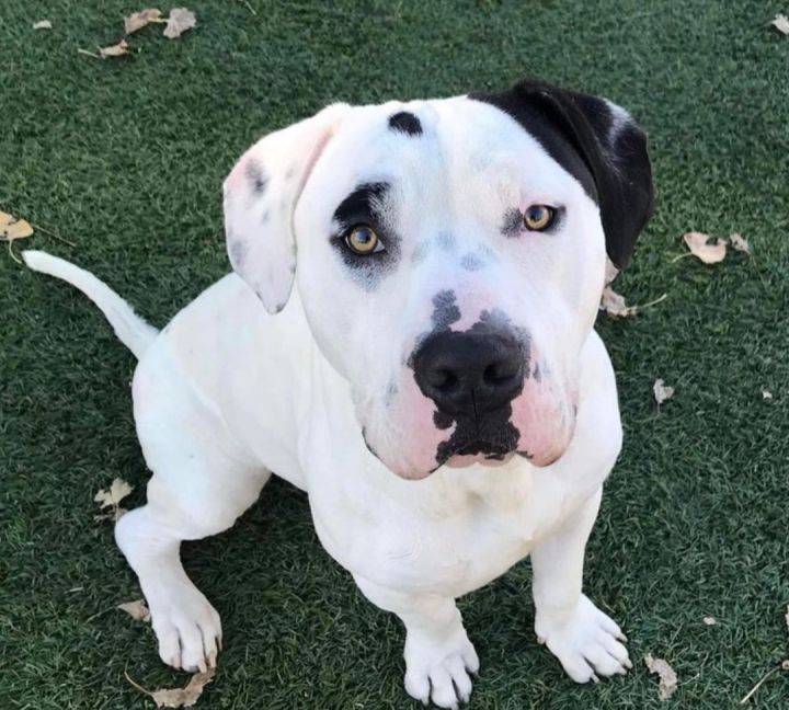 American bully and cheap american bulldog mix