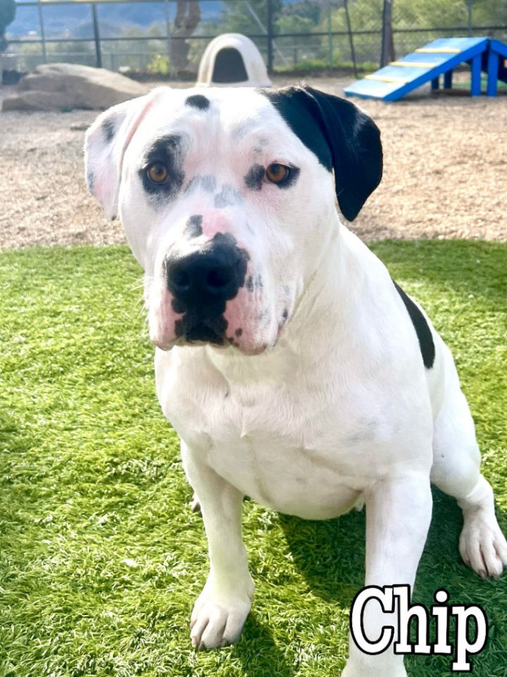 Bulldog and best sale bully mix