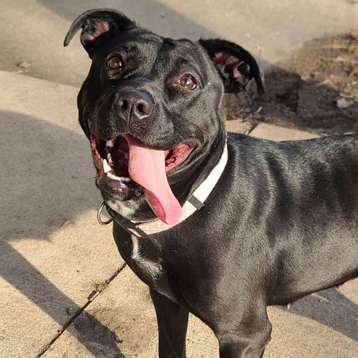 Sugar - $25 adoption fee , an adopted Pit Bull Terrier & Black Labrador Retriever Mix in Waterloo, IA_image-1