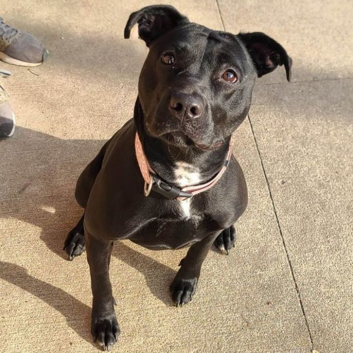 Sugar - $25 adoption fee  3