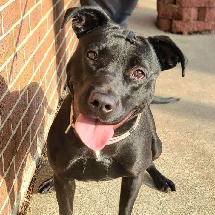 Sugar - $25 adoption fee  4