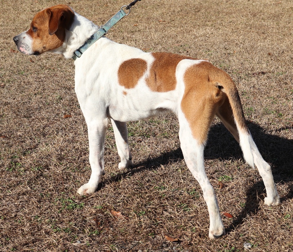 DIESEL, an adoptable American Bulldog in Marianna, FL, 32447 | Photo Image 3