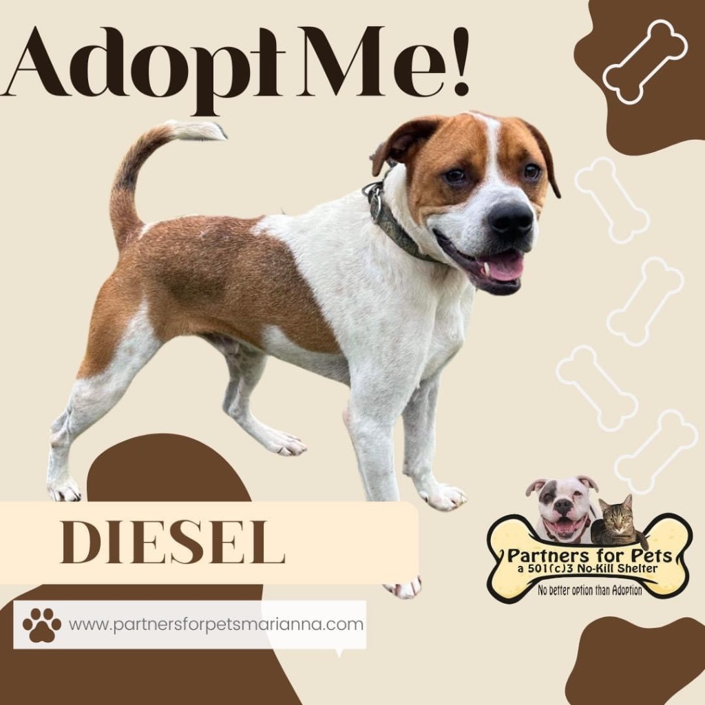 DIESEL, an adoptable American Bulldog in Marianna, FL, 32447 | Photo Image 3