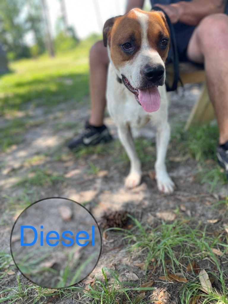 DIESEL, an adoptable American Bulldog in Marianna, FL, 32447 | Photo Image 4