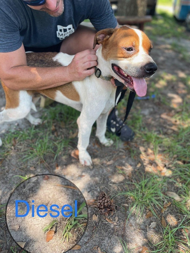 DIESEL, an adoptable American Bulldog in Marianna, FL, 32447 | Photo Image 3