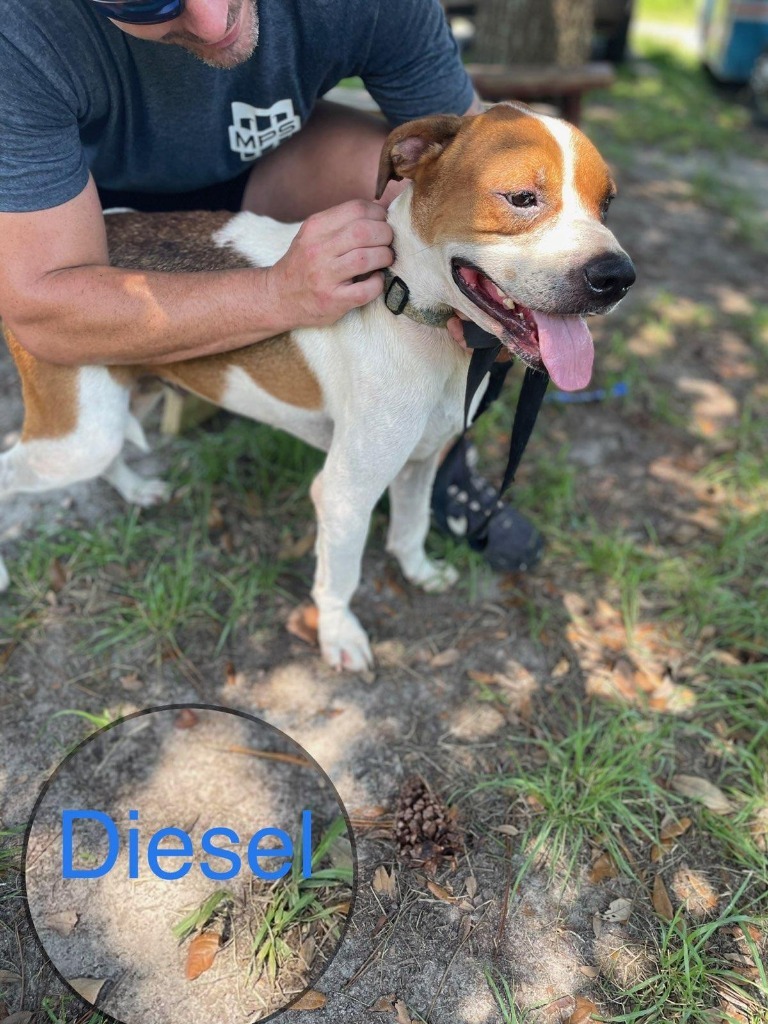 DIESEL, an adoptable American Bulldog in Marianna, FL, 32447 | Photo Image 5