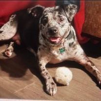 Cyrus, an adoptable Catahoula Leopard Dog & Puggle Mix in Wantagh, NY_image-3