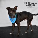 EL DORADO's profile on Petfinder.com
