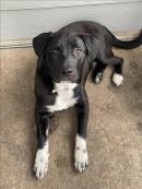 NICO's profile on Petfinder.com