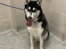 BREEZY's profile on Petfinder.com