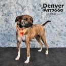 DENVER's profile on Petfinder.com