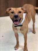 BUCK's profile on Petfinder.com