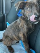 A377661's profile on Petfinder.com