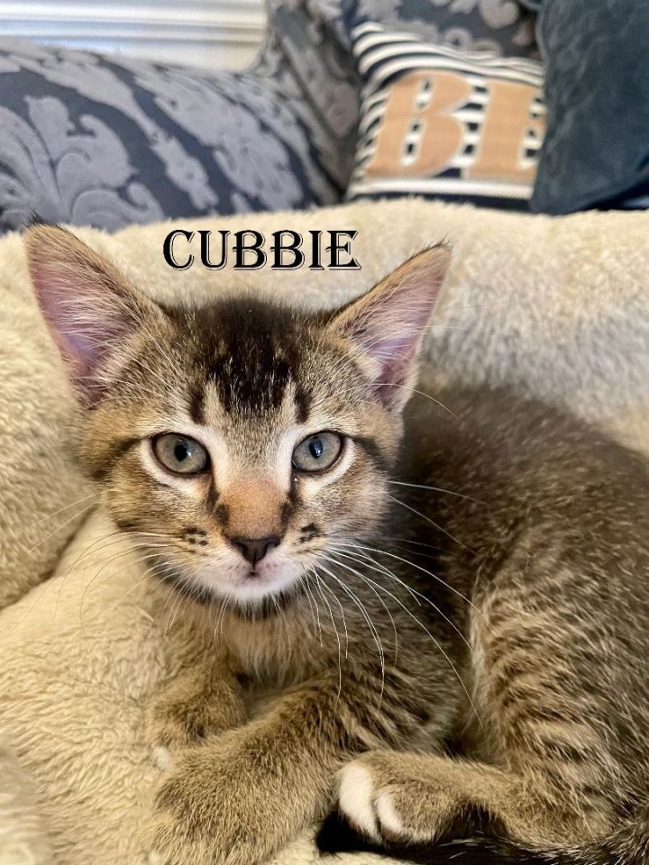 Cubbie 1