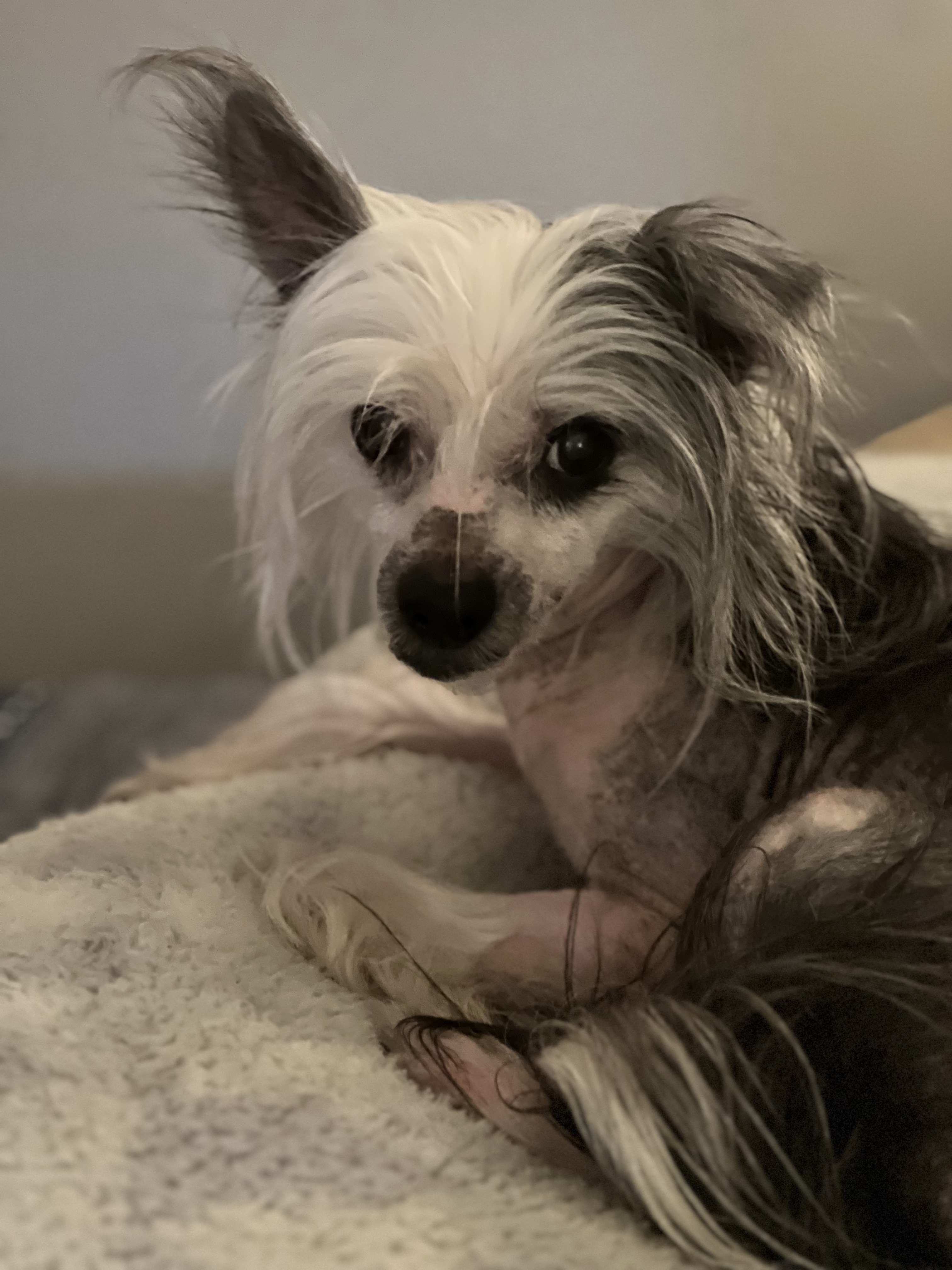 do chinese crested like to cuddle