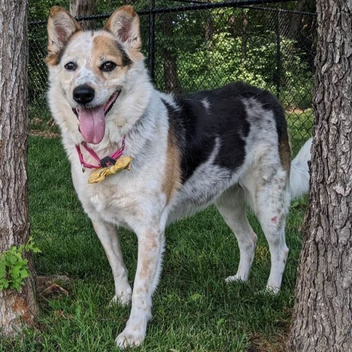 Blue heeler best sale shepherd cross