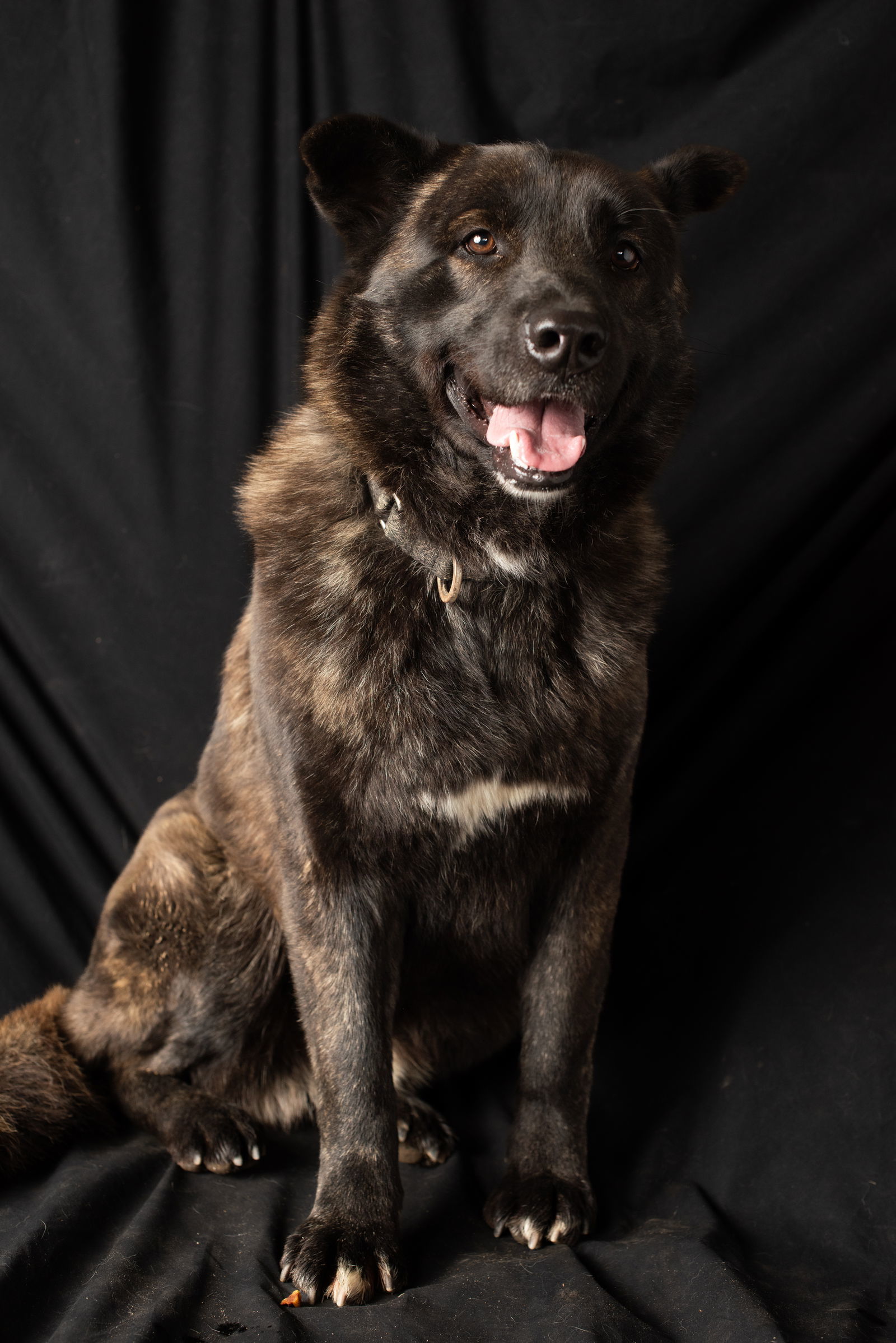 Hobo, an adoptable Chow Chow, Great Pyrenees in Yreka, CA, 96097 | Photo Image 1