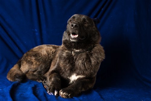 Hobo, an adoptable Chow Chow, Great Pyrenees in Yreka, CA, 96097 | Photo Image 2