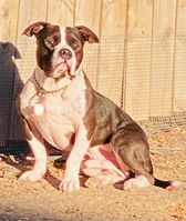 Mack, an adoptable American Staffordshire Terrier & American Bully Mix in Frederick, CO_image-4