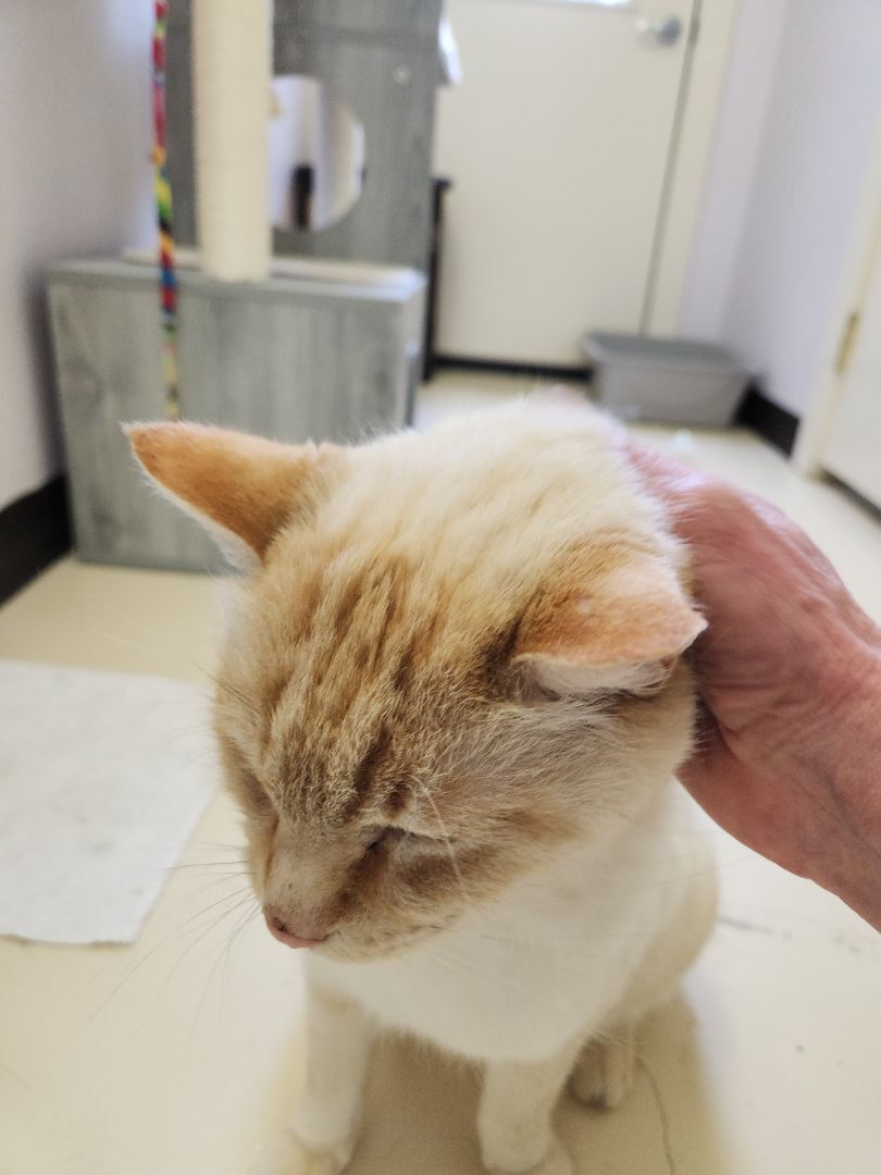 Oliver, an adoptable Siamese in Jacksonville, OR, 97530 | Photo Image 8