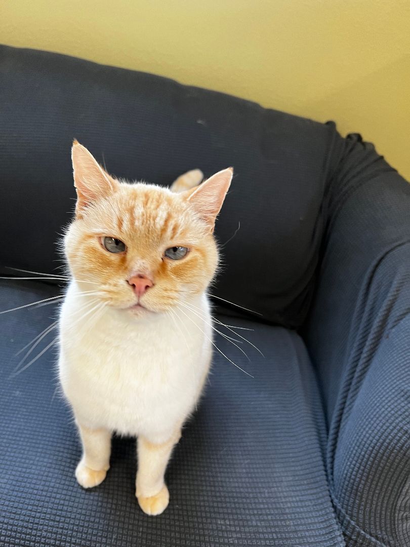 Oliver, an adoptable Siamese in Jacksonville, OR, 97530 | Photo Image 10