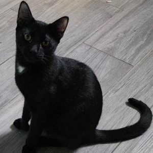 Photo of Syrah